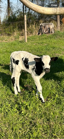 BCC BULL CALF